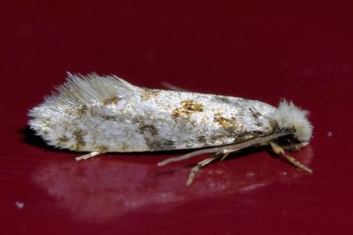 Réf. 329 416 : Nemapogon sp.